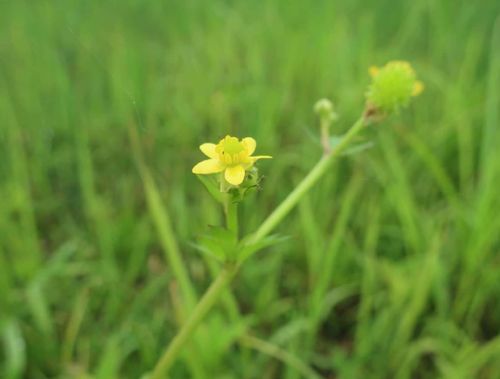 キンポウゲ 金鳳花 とは 育て方や花言葉 似た花との違いは Greensnap グリーンスナップ