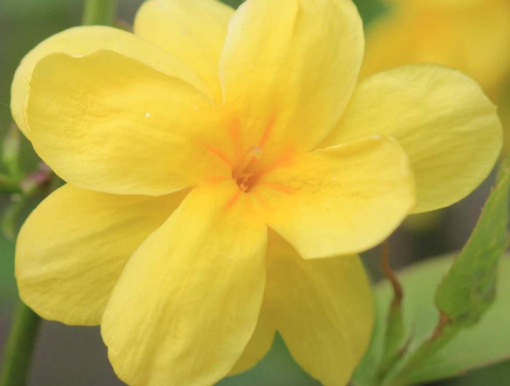 ウンナンオウバイ　黄色