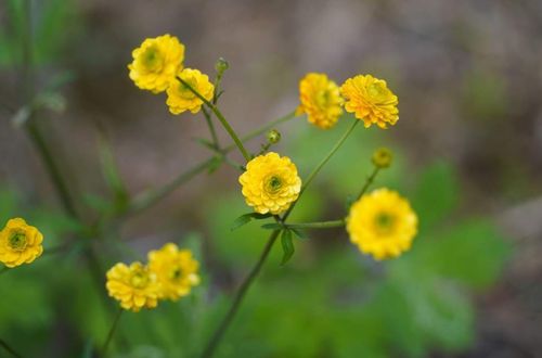 キンポウゲ 金鳳花 とは 育て方や花言葉 似た花との違いは Greensnap グリーンスナップ