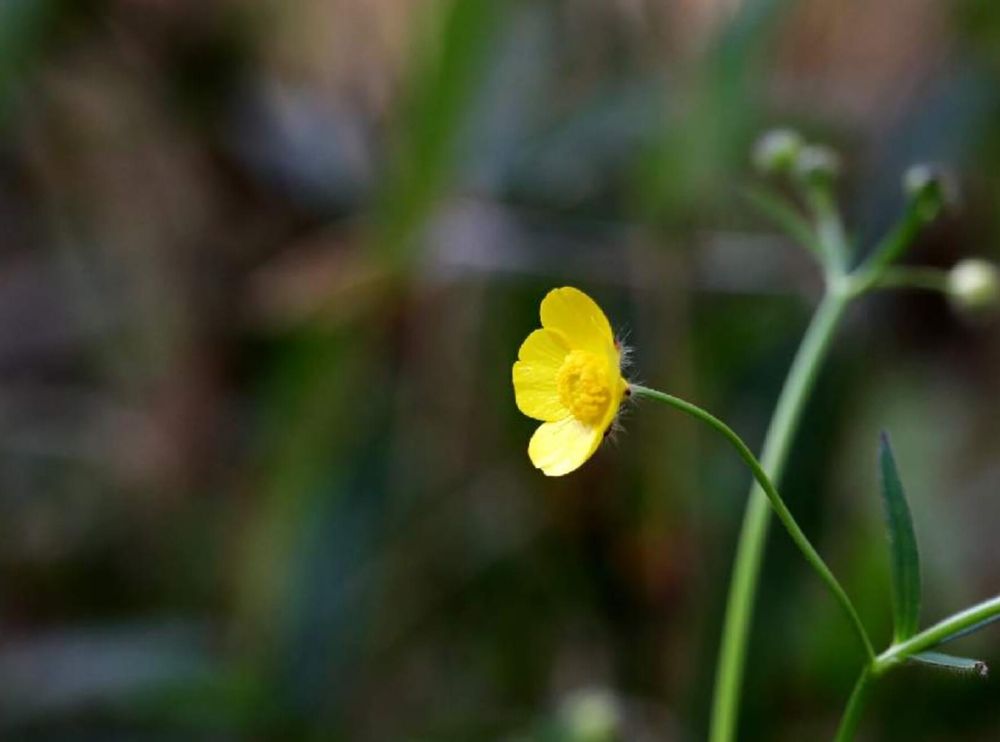 キンポウゲ　黄色