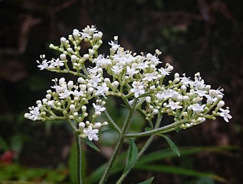 男郎花 オトコエシ とは 育て方や花言葉 オミナエシとの違いは Greensnap グリーンスナップ