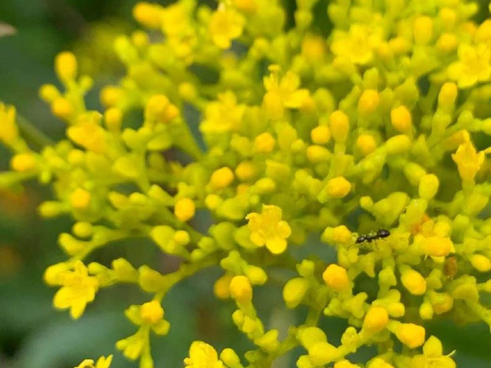 オミナエシ　黄色