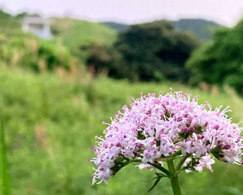 男郎花 オトコエシ とは 育て方や花言葉 オミナエシとの違いは Greensnap グリーンスナップ