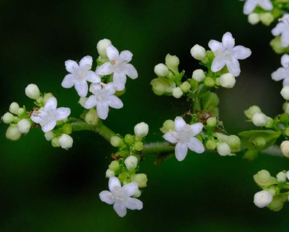 オトコエシ　白