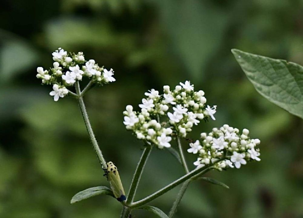 オトコエシ　白