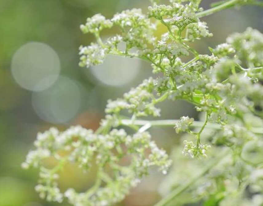 男郎花 オトコエシ とは 育て方や花言葉 オミナエシとの違いは Greensnap グリーンスナップ