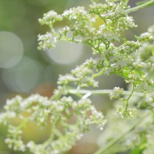男郎花 オトコエシ とは 育て方や花言葉 オミナエシとの違いは Greensnap グリーンスナップ 男郎花 オトコエシ とは 育て方や花言葉 オミナエシとの違いは Greensnap グリーンスナップ