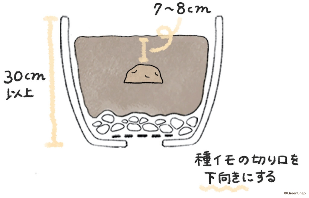 じゃがいも プランター 植え付け イラスト