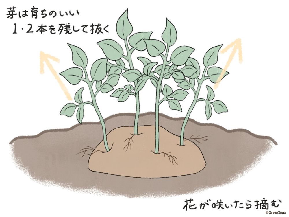 ジャガイモ 芽かき 間引き イラスト