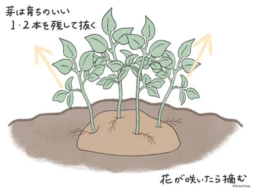 ジャガイモの育て方 植え方や植える時期はいつ プランター栽培の水やり頻度は Greensnap グリーンスナップ