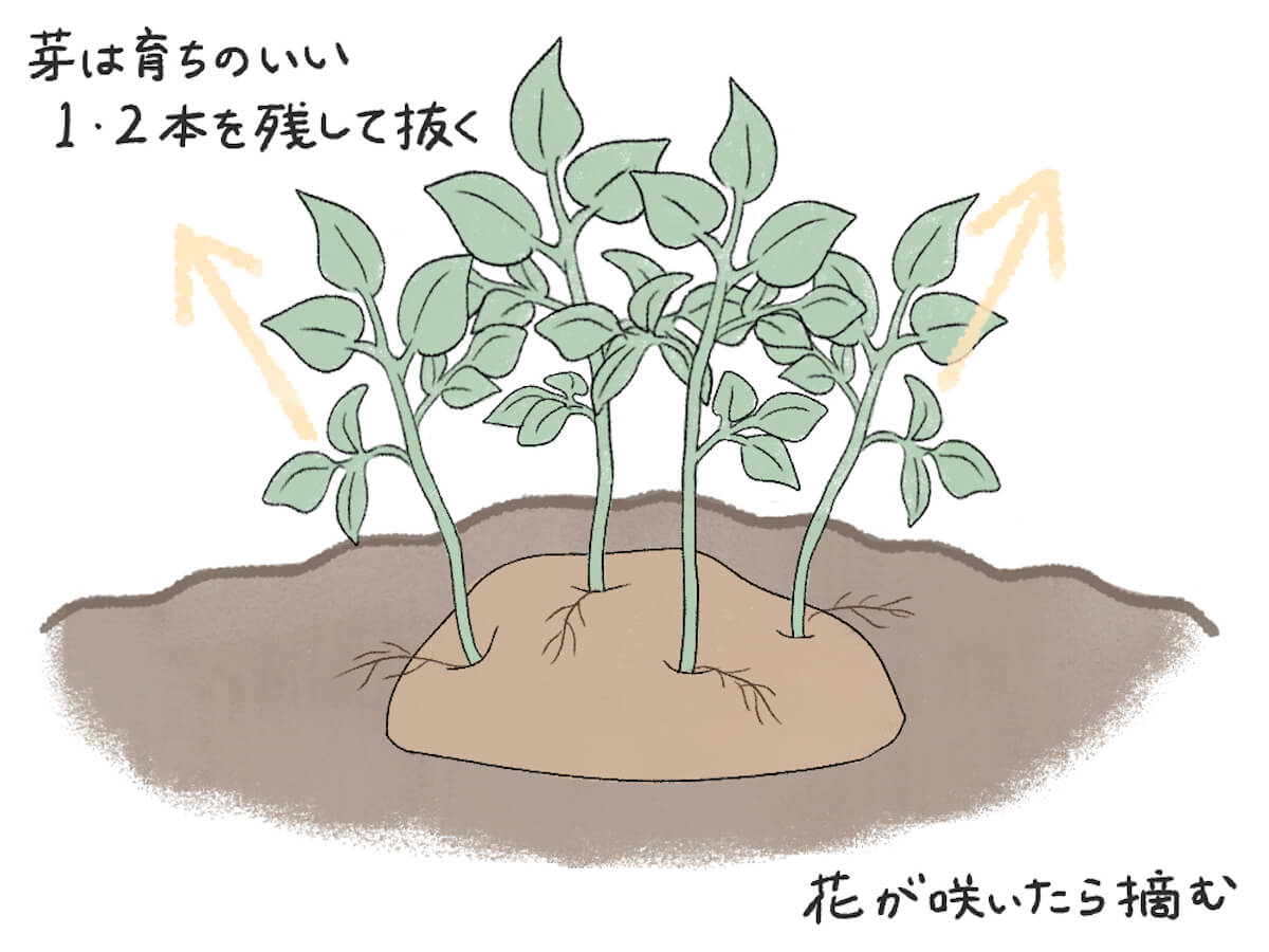 ジャガイモの育て方 植え方や植える時期はいつ プランター栽培の水やり頻度は Greensnap グリーンスナップ