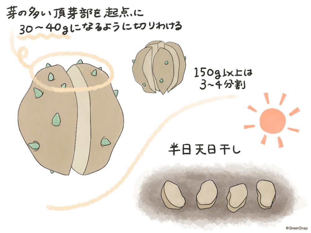 じゃがいも 肥料 土寄せ イラスト