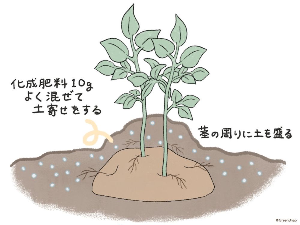 じゃがいも 肥料 土寄せ イラスト