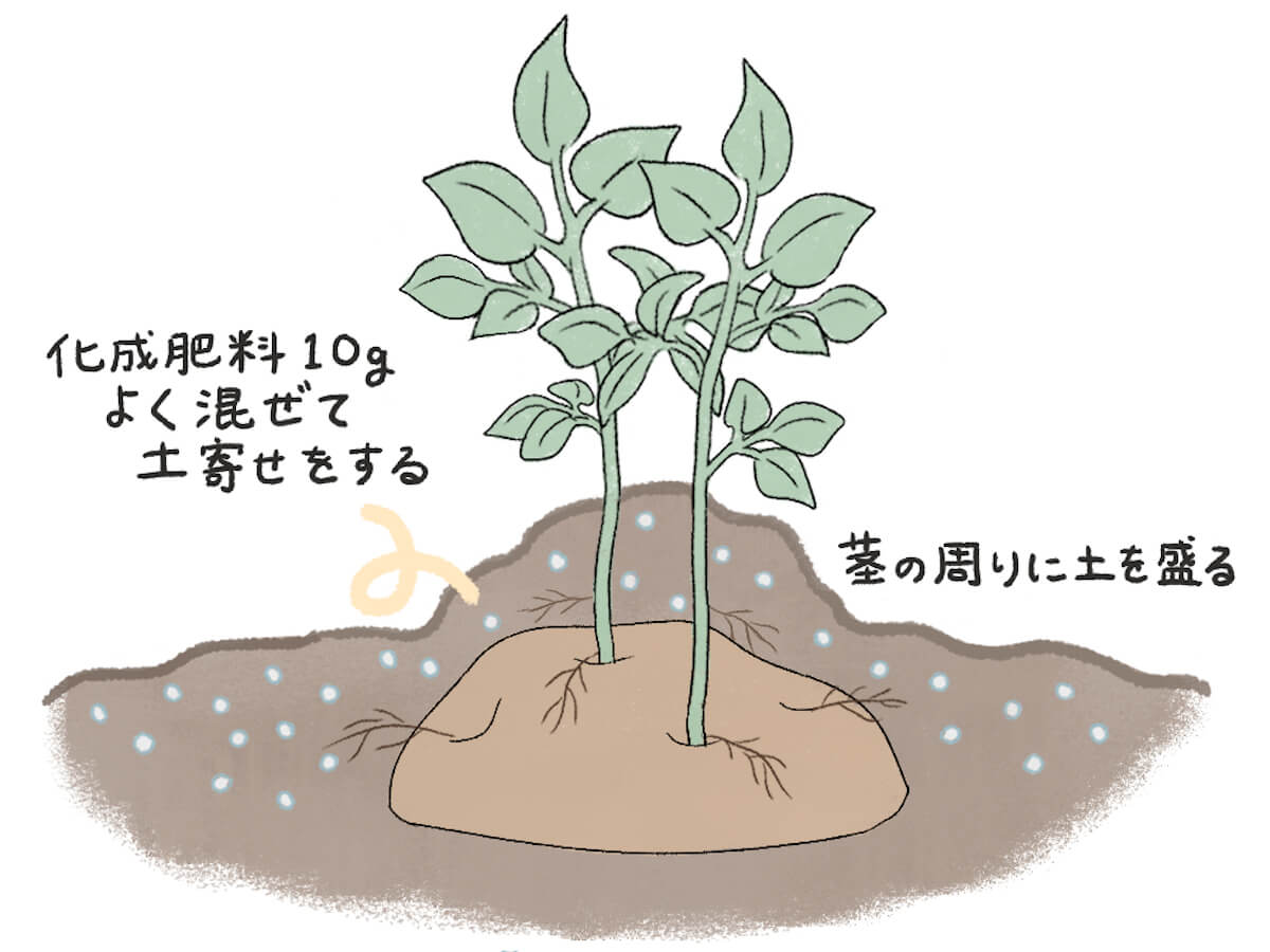 ジャガイモの育て方 植え方や植える時期はいつ プランター栽培の水やり頻度は Greensnap グリーンスナップ