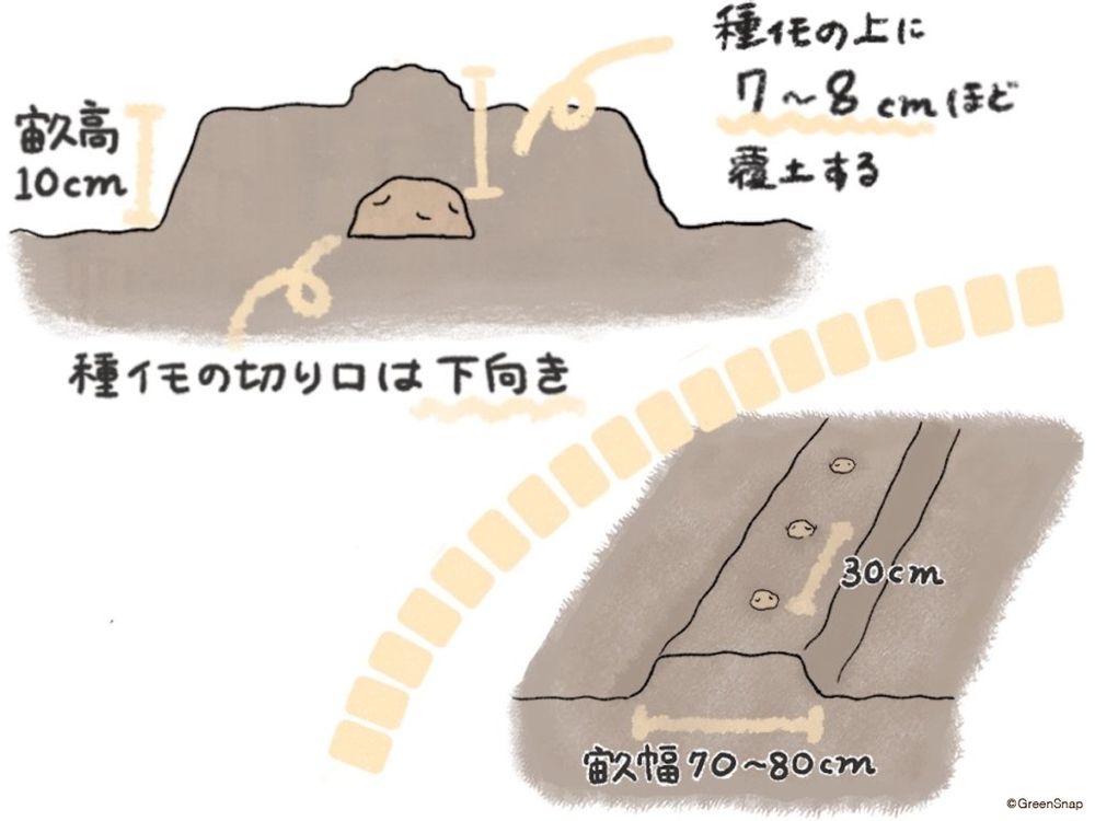 じゃがいも 畑 植え付け イラスト