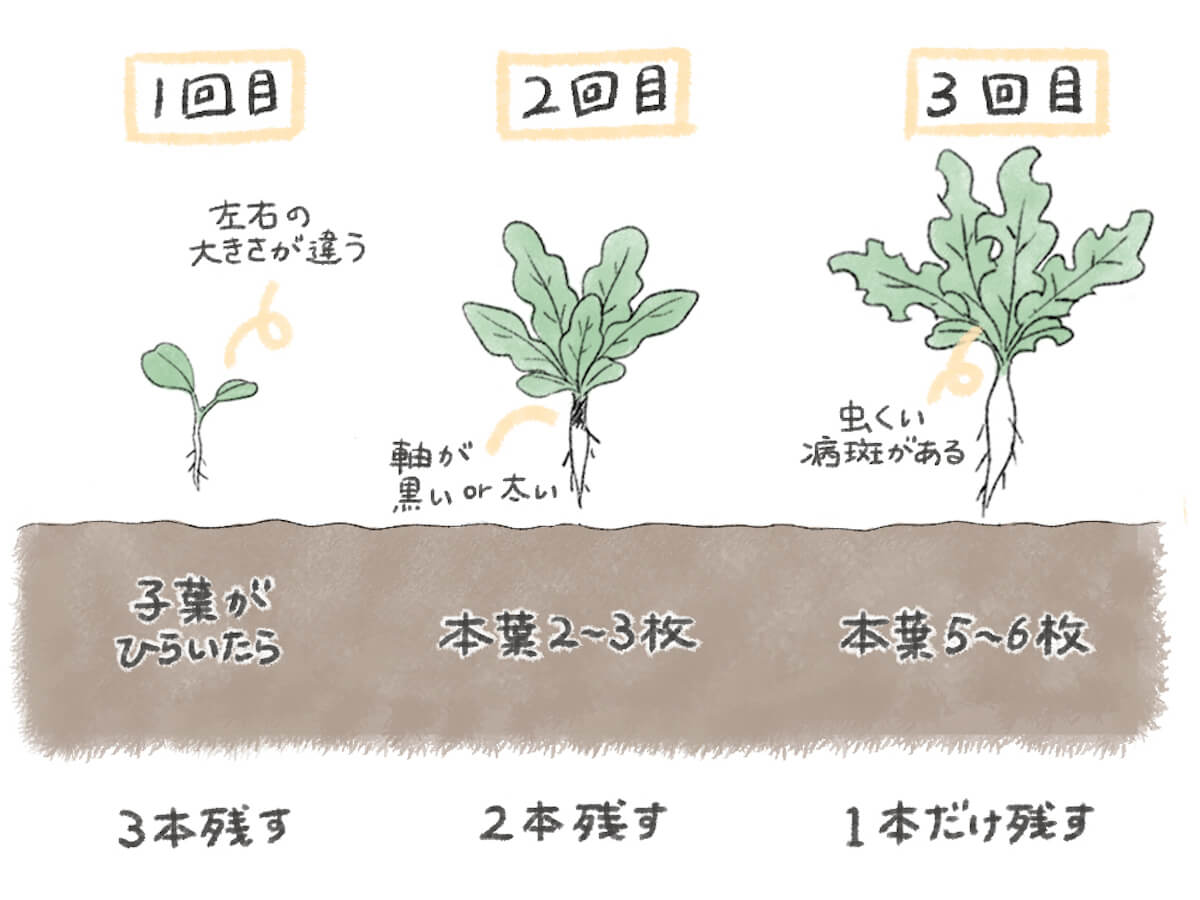 ダイコン 大根 の栽培 育て方 種まきの方法は 間引きや収穫時期はいつ Greensnap グリーンスナップ