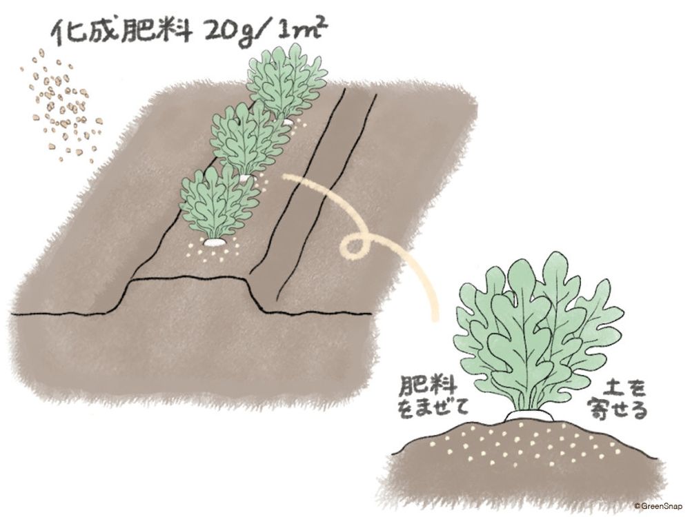 大根 大根 肥料 追肥 土寄せ イラスト