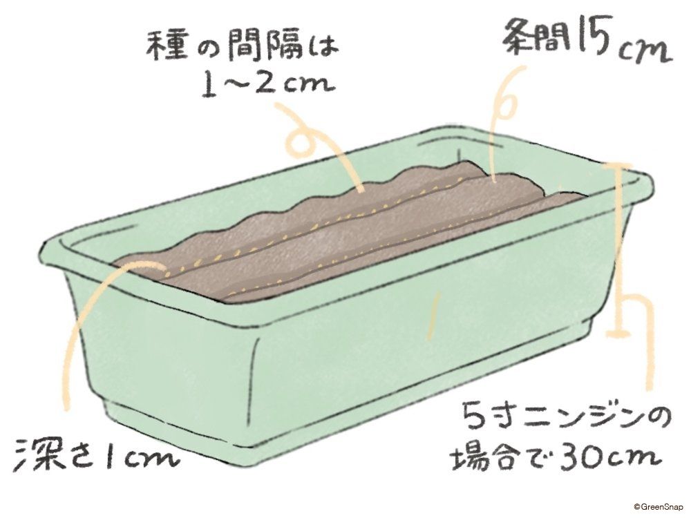 人参 人参 プランター 種まき イラスト