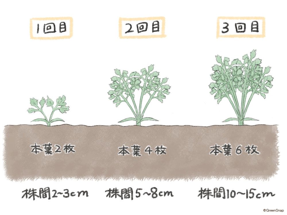 人参 人参 間引き イラスト