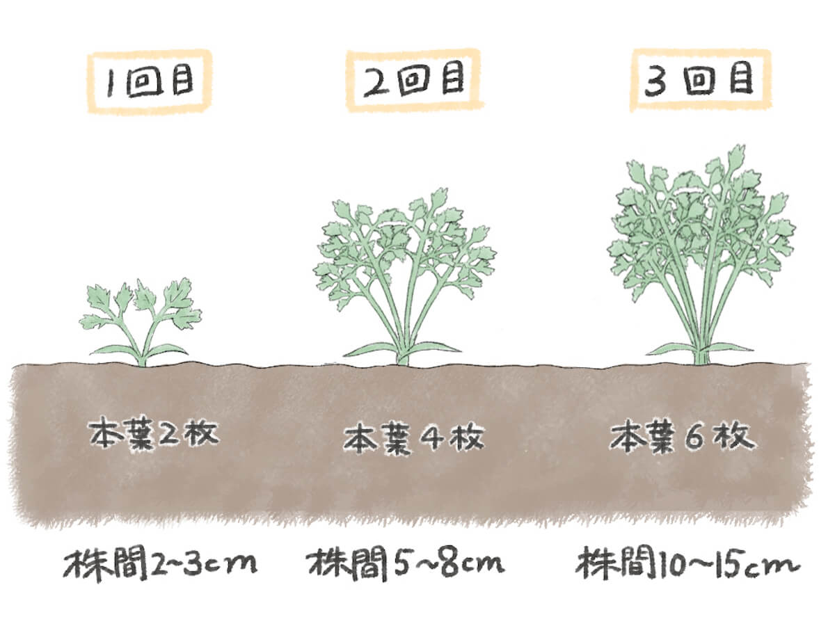 ニンジンの栽培 育て方 種まきと間引きの方法は 植える時期や収穫時期はいつ Greensnap グリーンスナップ