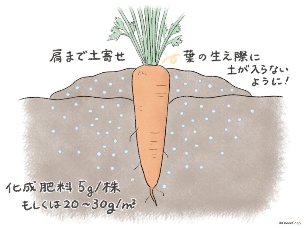 人参 人参 肥料 土寄せ イラスト