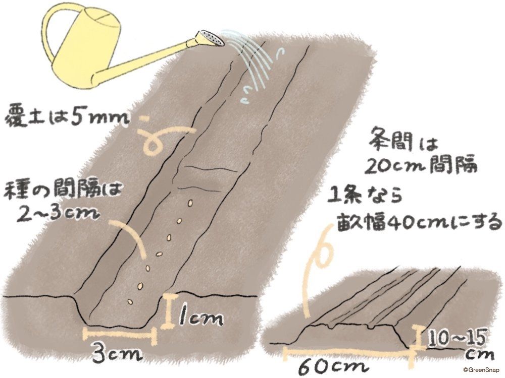 人参 人参 畑 種まき イラスト