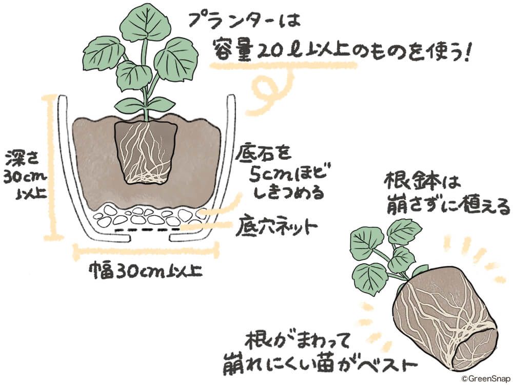 カボチャ プランター植え付け