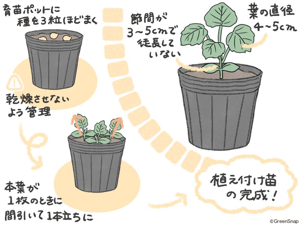カボチャ 種まき