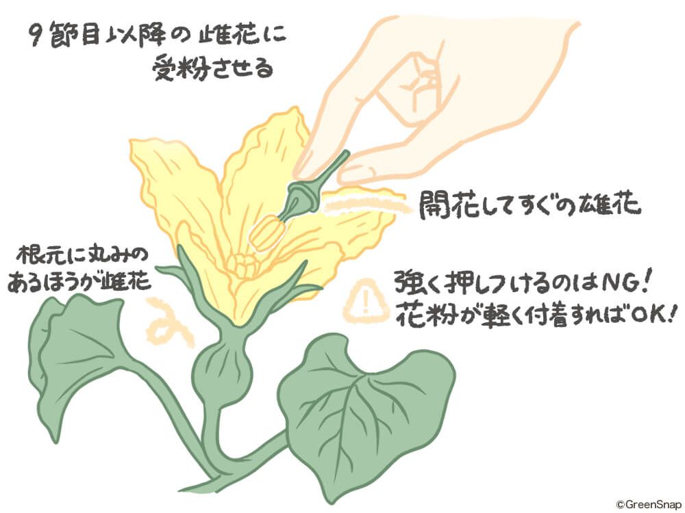 カボチャ 人工授粉