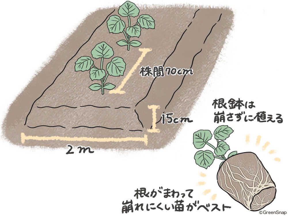 カボチャ 畑植え付け