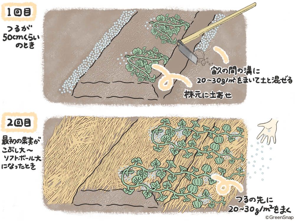 カボチャ　肥料
