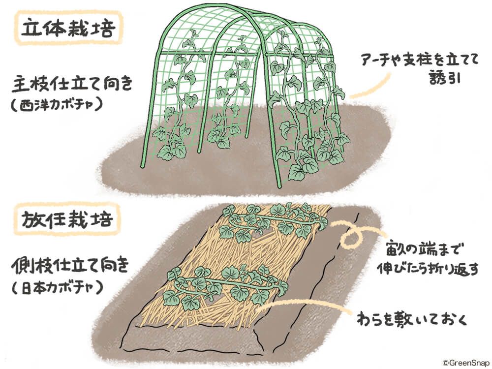 カボチャ 立体栽培 放任栽培
