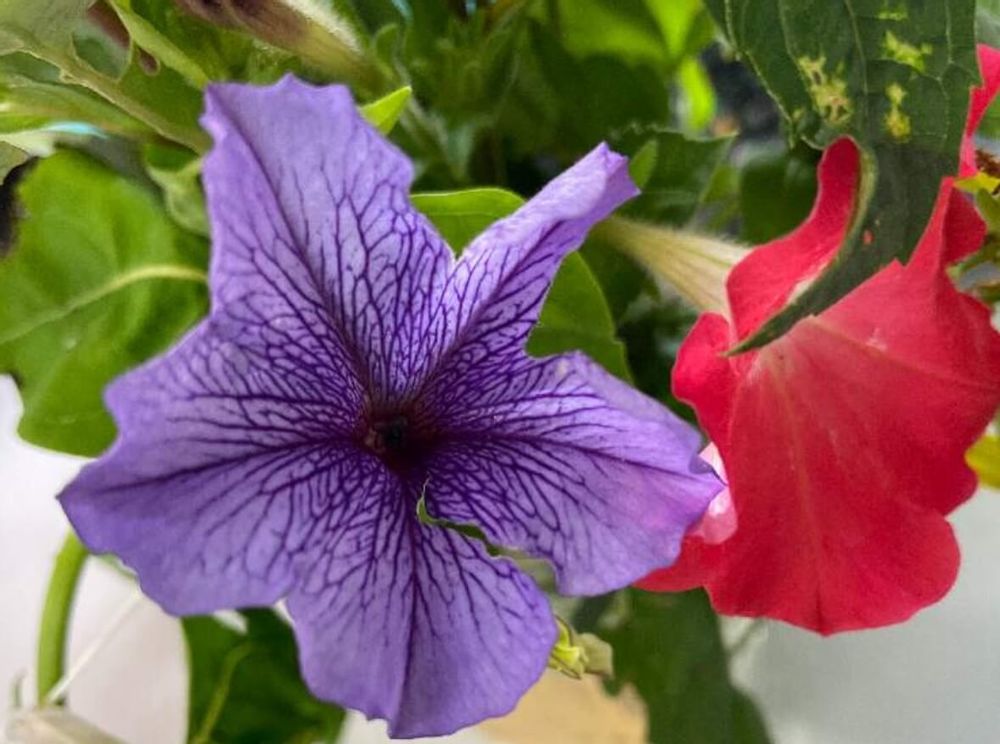 ペチュニア　紫　冬腰し