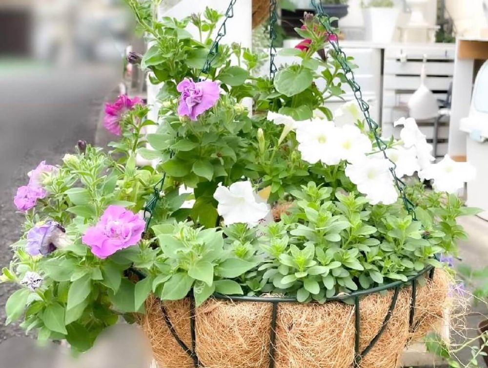 ペチュニア　ハンギング　冬腰し