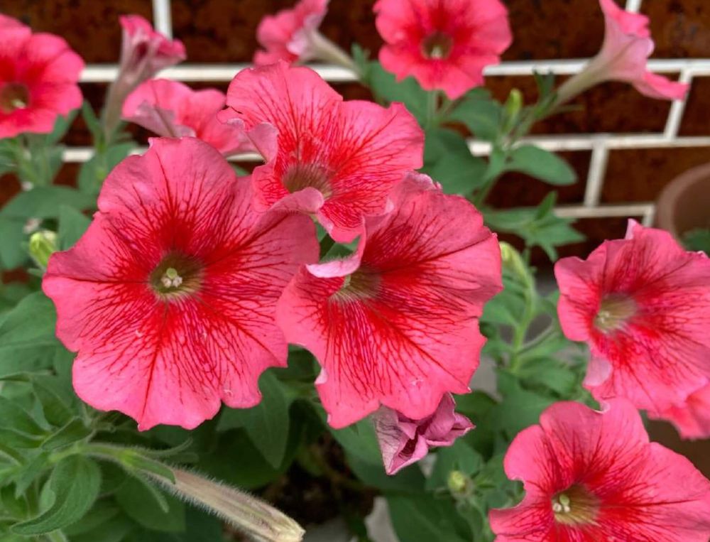 ペチュニア　赤　冬越し