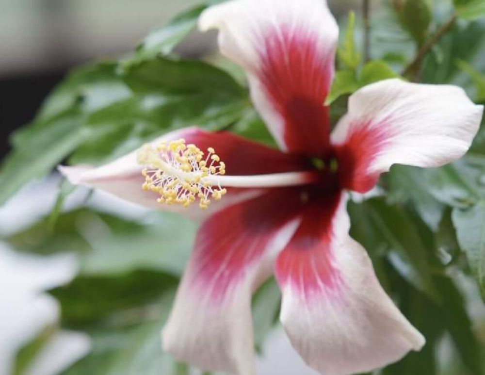 ハイビスカス　寿命　白　赤