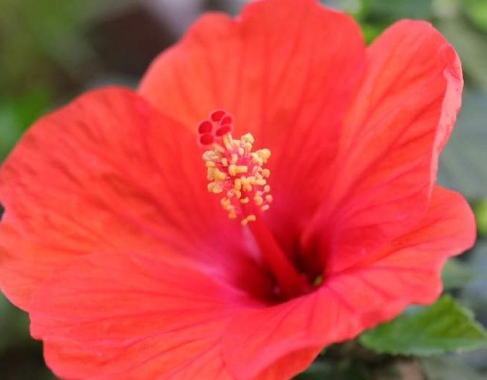 ハイビスカス　赤　寿命