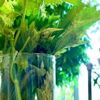 大葉(しそ)の水耕栽培はペットボトルでもOK！室内管理のコツは？の画像