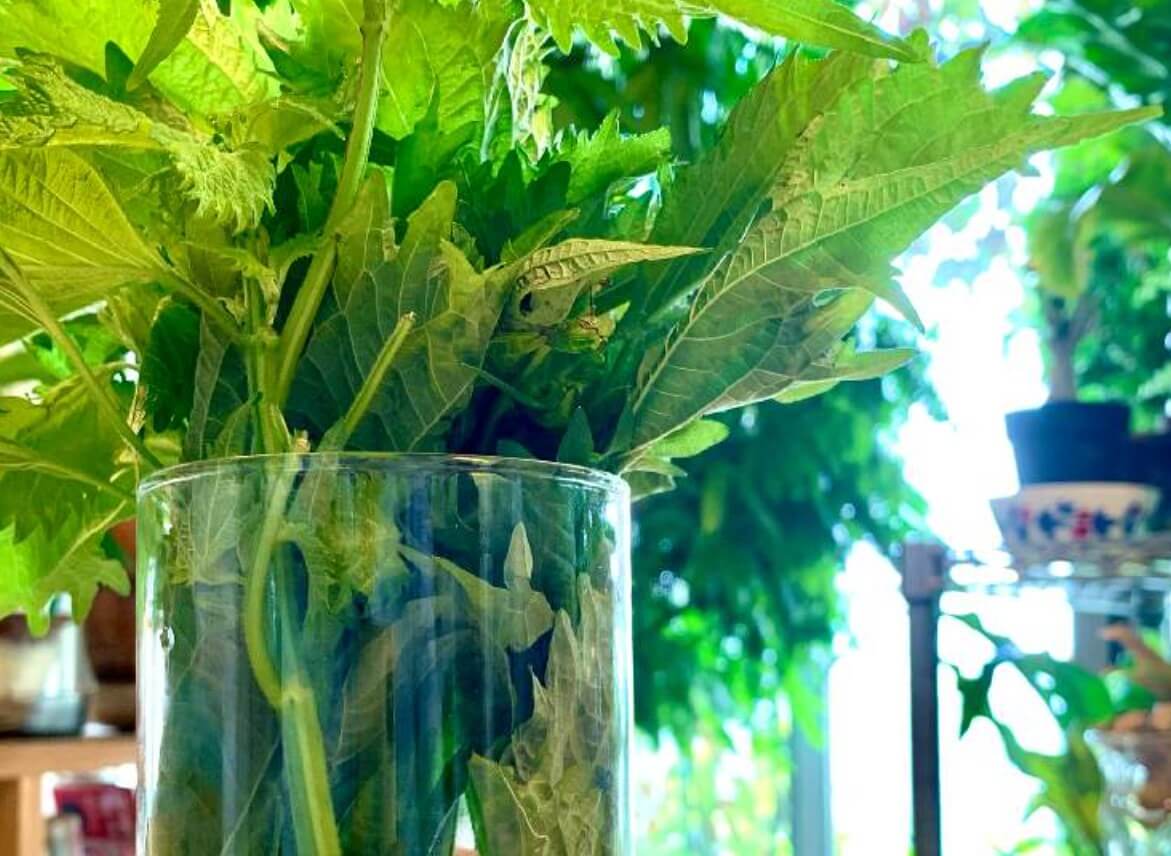 大葉 シソ の水耕栽培 室内で清潔に育てよう ペットボトルを使う方法は Greensnap グリーンスナップ