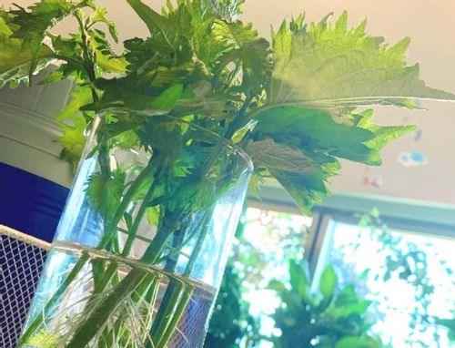 シソ 大葉 の水耕栽培 ペットボトルでもできる 方法やポイントは Greensnap グリーンスナップ