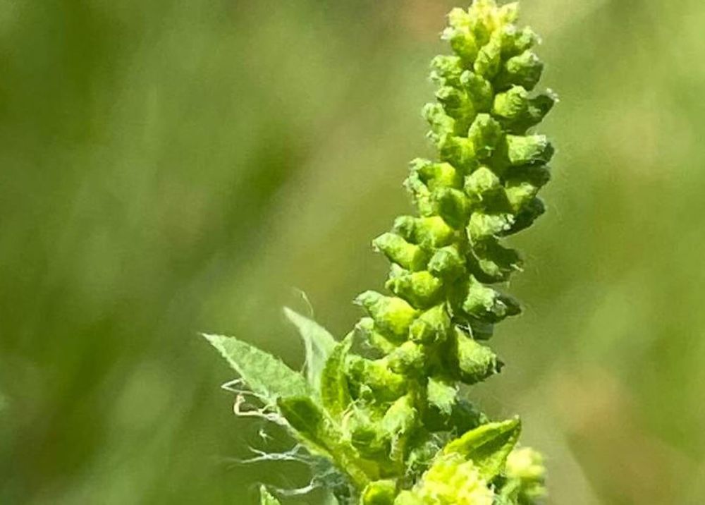 ブタクサ　花粉　アレルギー