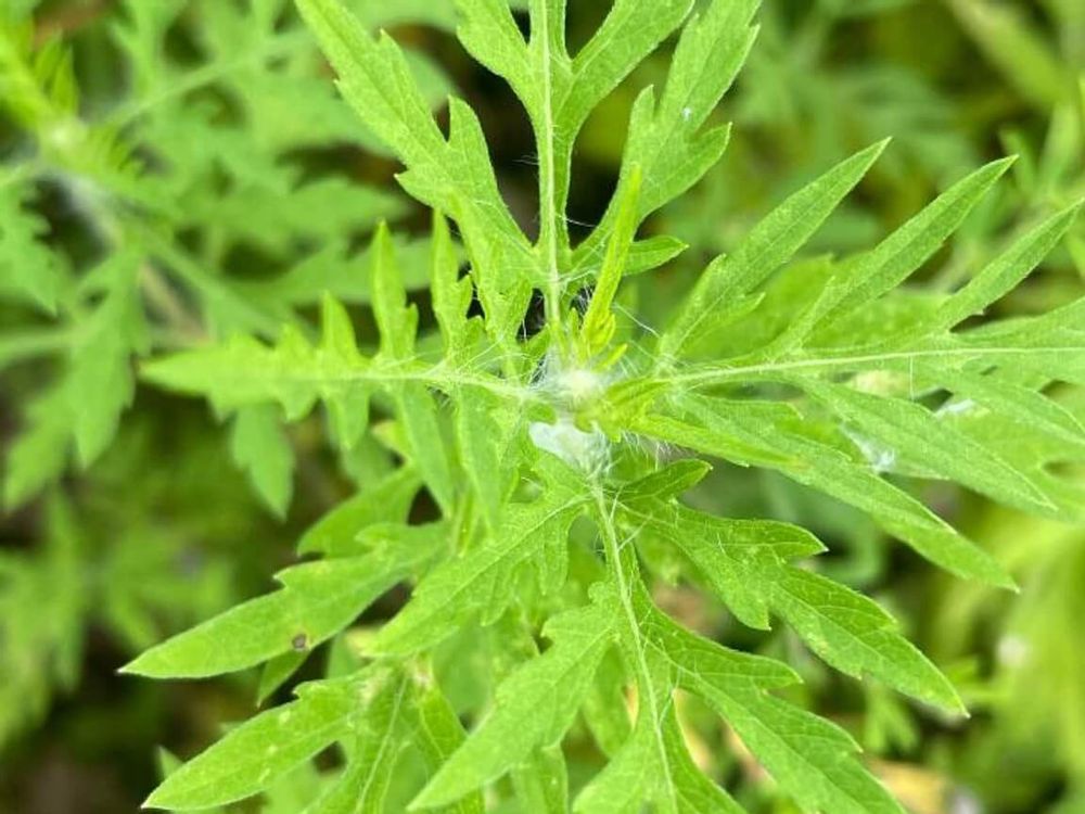 ブタクサ　アレルギー　花粉