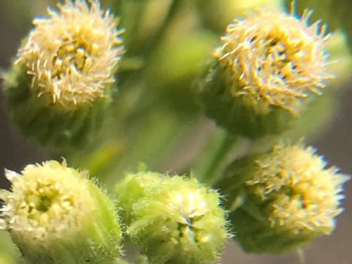 ブタクサ花粉の時期 アレルギー対策や症状を和らげる方法は Greensnap グリーンスナップ