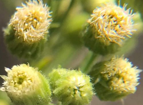 ブタクサの時期 花粉アレルギーの対策や症状を和らげる方法は Greensnap グリーンスナップ ブタクサの時期 花粉アレルギーの対策や症状を和らげる方法は Greensnap グリーンスナップ