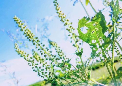 秋はブタクサ花粉に注意 アレルギー対策や症状を和らげる方法は Greensnap グリーンスナップ