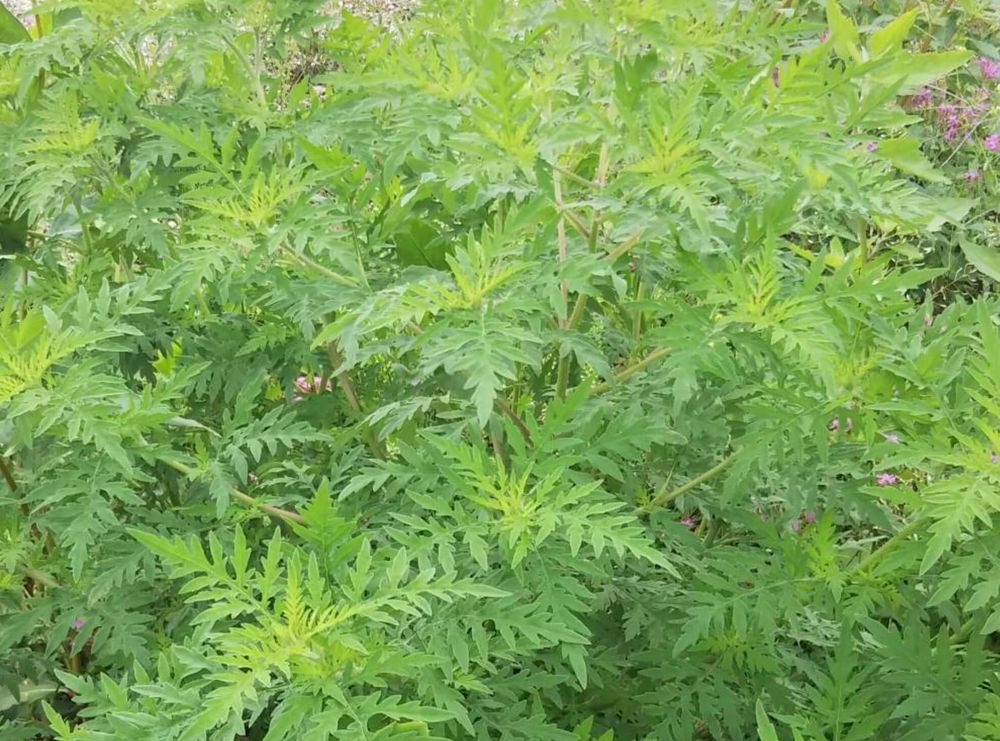 ブタクサ　花粉　アレルギー