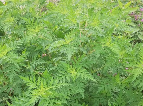 ブタクサの時期 花粉アレルギーの対策や症状を和らげる方法は Greensnap グリーンスナップ ブタクサの時期 花粉アレルギーの対策や症状を和らげる方法は Greensnap グリーンスナップ