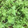 ブタクサ花粉の時期｜アレルギー対策や症状を和らげる方法は？の画像