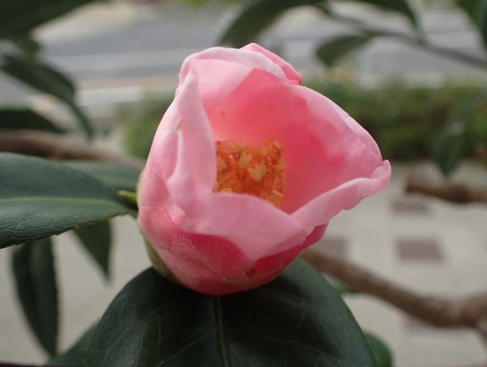 椿　ツバキ　挿し木