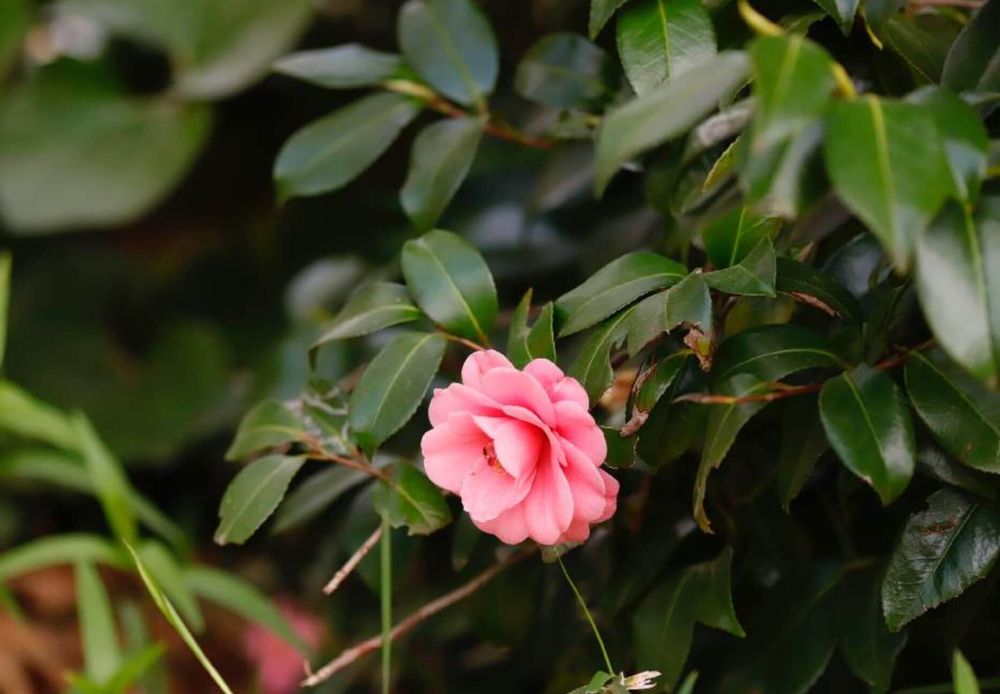 椿　ツバキ　挿し木